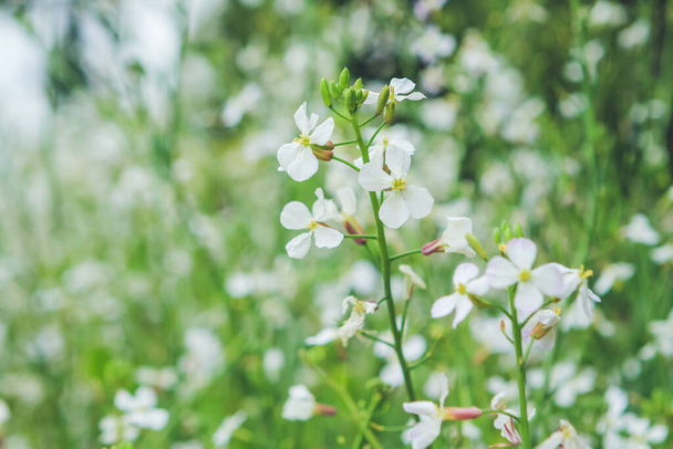 Arabis Caucasica koristepuutarhan valkoiset kukat, - Valokuva, kuva