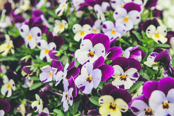 Kauniisti kukkivat villi pimpsa kukkia ulkona puutarhassa - Valokuva, kuva