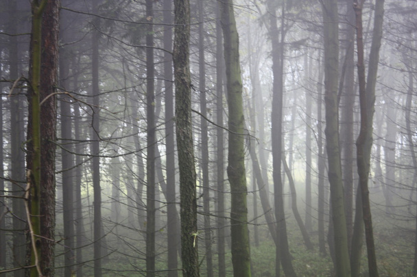 Fog in the forest - Photo, image