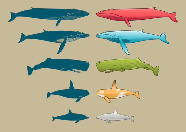 Whale and Dolphin set - Vector, Image