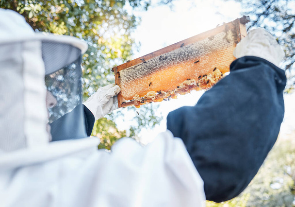 Honey, bees and bee farm employee with honeycomb frame ready for agriculture harvest and production. Sustainability, eco friendly and ecology farming in a garden for golden food product in nature. - Fotografie, Obrázek