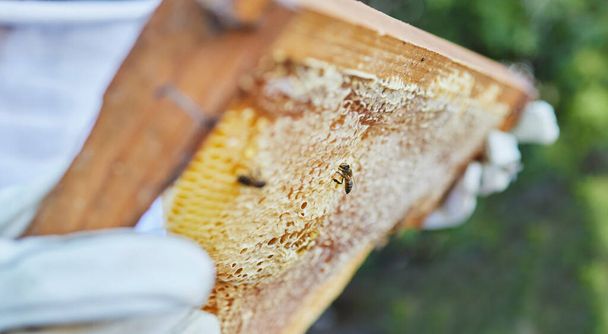 Hands, beekeeper or wooden frame check on honey production farm, sustainability agriculture or healthy food manufacturing. Zoom, texture or insect bees farmer and beehive container or countryside box. - 写真・画像