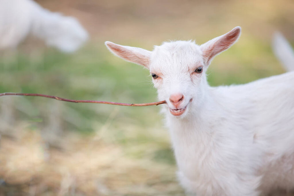 Goat on a rural farm close-up. A funny interested white goat without a horn peeks out from behind a wooden fence. The concept of farming and animal husbandry. Agriculture and dairy production. - 写真・画像