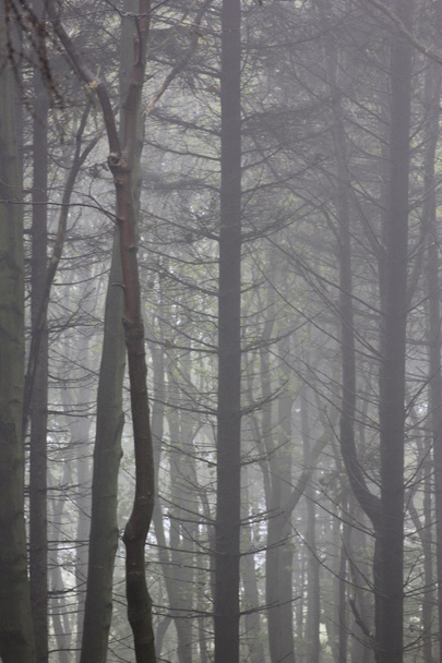 Fog in the forest - Φωτογραφία, εικόνα