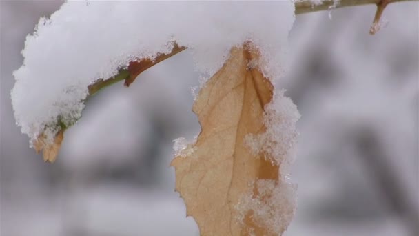 Staré žluté listí zblízka v zimním lese - Záběry, video