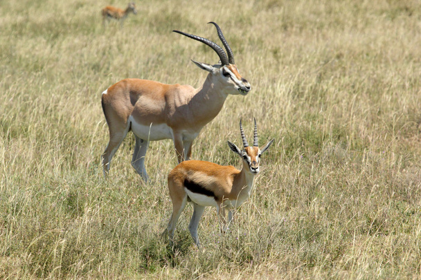 Thomsons en Grant's gazellen - Foto, afbeelding