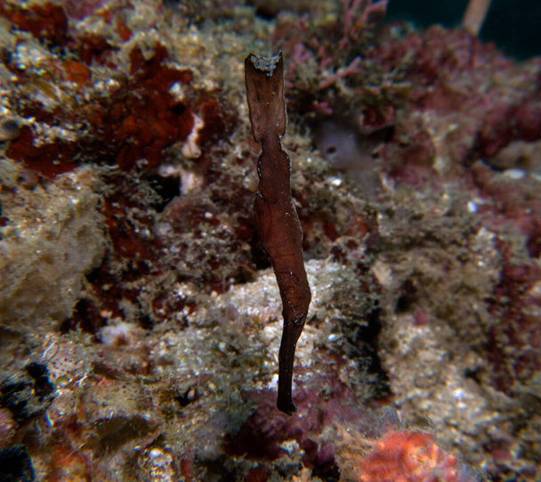 Brązowy Solidny duch pipefish w płytkiej rafie Boracay Wyspa Filipiny - Zdjęcie, obraz