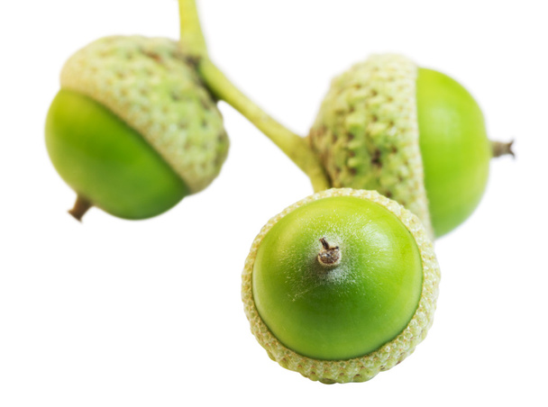 Three green acorn - Photo, Image