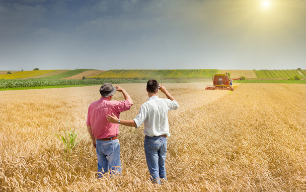 Partnerów biznesowych na polu pszenicy - Zdjęcie, obraz