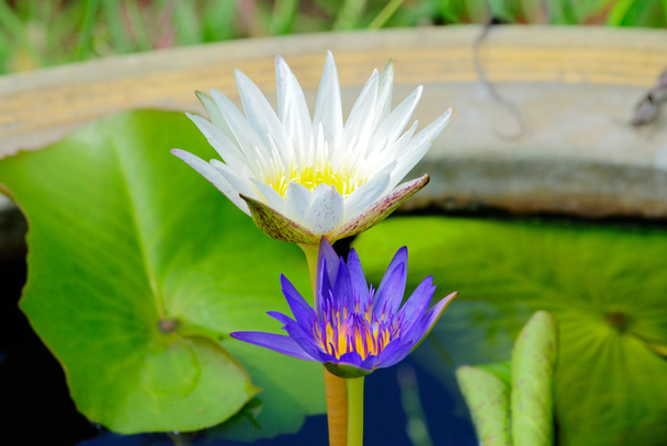lotusbloemen - Foto, afbeelding