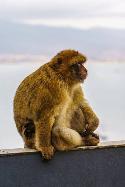 Gibraltar μαϊμού στο προφίλ που κατοικούν στο φυσικό καταφύγιο που είναι ψηλά στο βράχο - Φωτογραφία, εικόνα