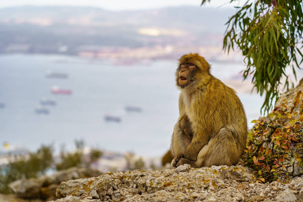 Gibraltar μαϊμού με τον κόλπο γεμάτο βάρκες στο παρασκήνιο, φαίνεται από την κορυφή του βράχου - Φωτογραφία, εικόνα