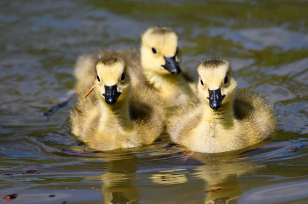 Suloisia vastasyntyneitä Goslings Oppiminen uimaan virkistävän viileä  - Valokuva, kuva