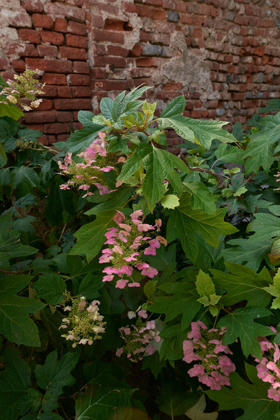 Arbusto de hortênsia quercifolia em flor - Foto, Imagem