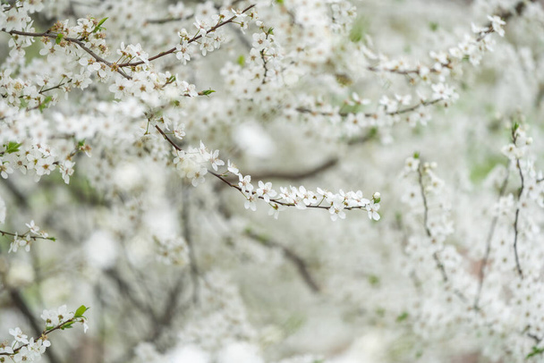 Blooming white flowers branch closeup with bokeh background, spring vibes, tree blooms bokeh. - Photo, Image