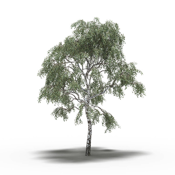 árbol grande con una sombra debajo, aislado sobre fondo blanco, ilustración 3D - Foto, Imagen