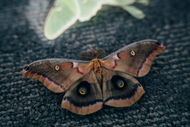 Luna Green Velvet Moth. Hoge kwaliteit foto - Foto, afbeelding
