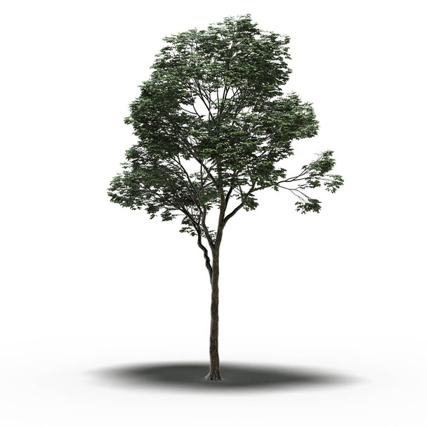 grand arbre avec une ombre sous lui, isolé sur fond blanc, illustration 3D - Photo, image