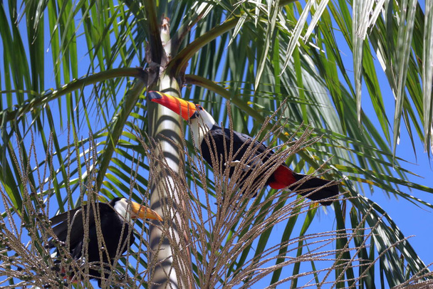 Ramphastos toco, or Toucans, on a Jussara Palm, Euterpe edulis racaceae, at a brazilian urban area. High quality photo - Photo, Image