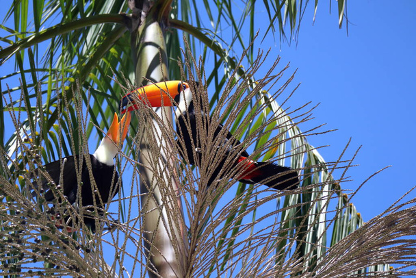 Ramphastos toco, ou tucanos, em uma Jussara Palm, Euterpe edulis racaceae, em uma área urbana brasileira. Foto de alta qualidade - Foto, Imagem