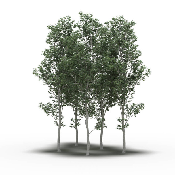 группа деревьев с тенями, выделенными на белом фоне, 3D иллюстрация - Фото, изображение