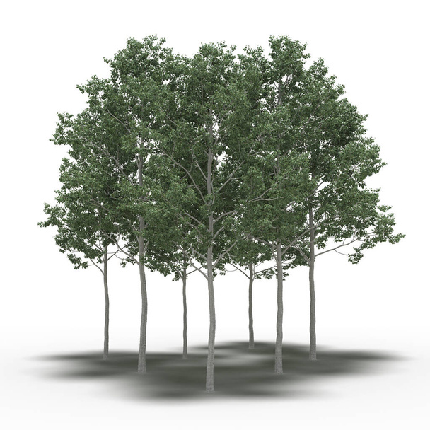 groep bomen met schaduwen geïsoleerd op witte achtergrond, 3D illustratie - Foto, afbeelding