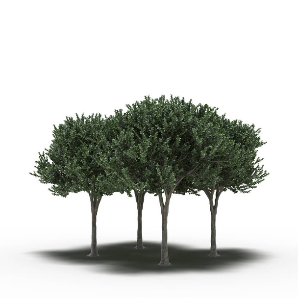 ομάδα δέντρων με σκιές απομονωμένες σε λευκό φόντο, 3D εικονογράφηση - Φωτογραφία, εικόνα