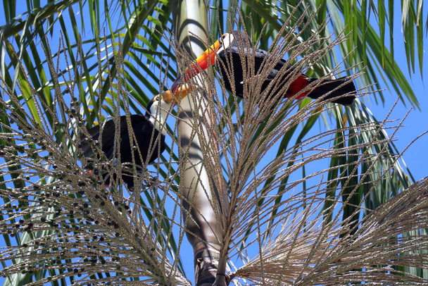 Ramphastos toco, or Toucans, on a Jussara Palm, Euterpe edulis racaceae, at a brazilian urban area. High quality photo - Photo, Image