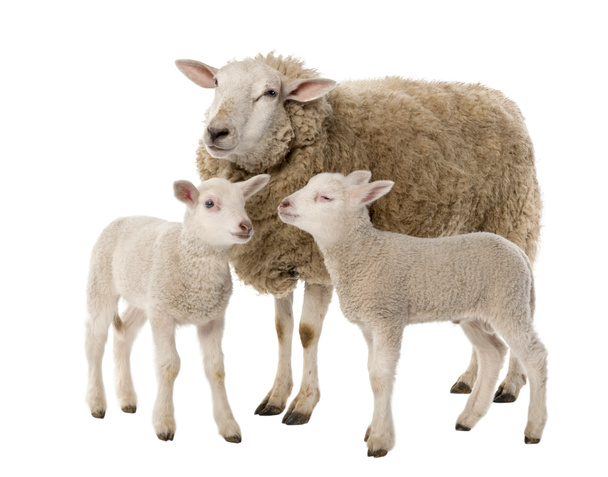 白い背景にEweと2匹の子羊 - 写真・画像