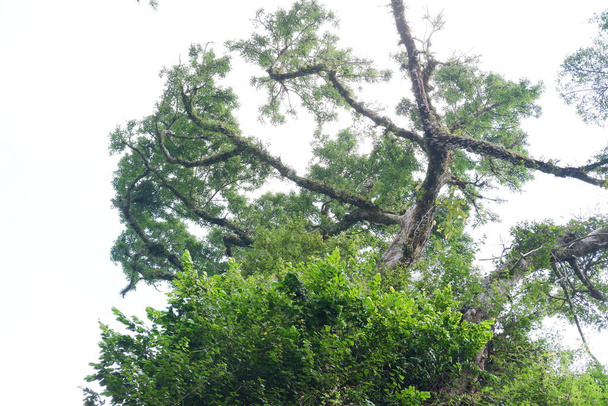 Arka plan olarak güzel yeşil orman - Fotoğraf, Görsel