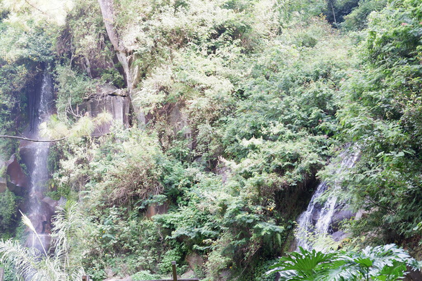 Mooi groen bos als achtergrond - Foto, afbeelding