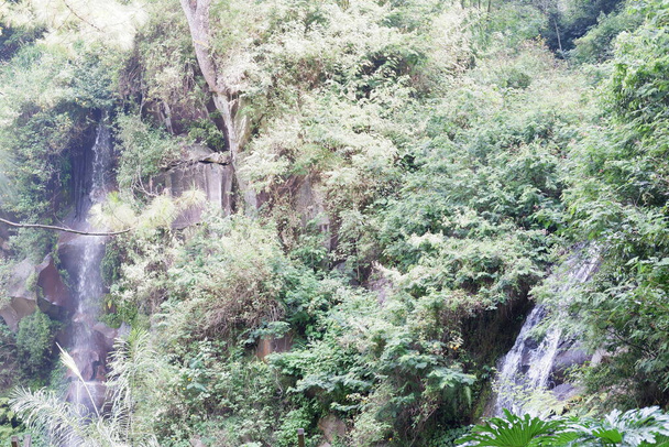 Hermoso bosque verde como fondo - Foto, imagen