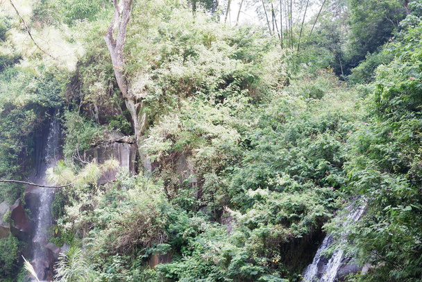 Красивий зелений ліс як фон
 - Фото, зображення