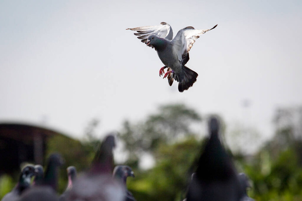 homing pigeon approach for landing to home trap - Photo, Image