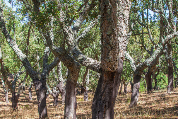Tronchi nudi dopo la raccolta del sughero o saca. Sierra Fria, Caceres, Estremadura, Spagna - Foto, immagini