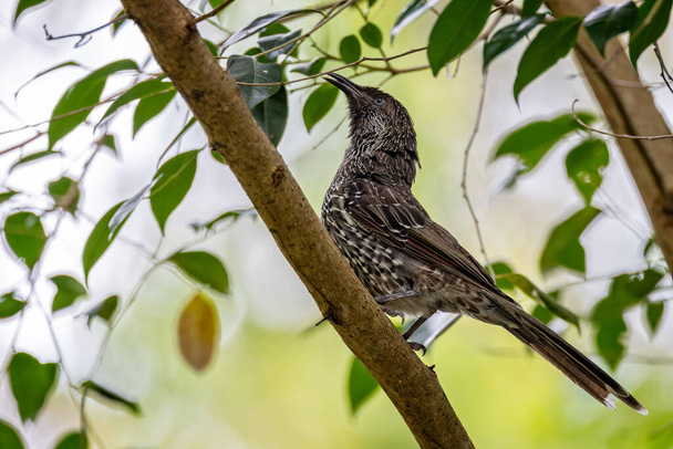 Zbliżenie małego ptaszka śpiewającego na gałęzi w NSW, Australia, - Zdjęcie, obraz