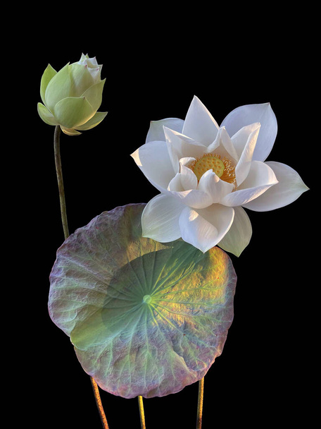 mooie zwarte achtergrond witte lotus foto. - Foto, afbeelding