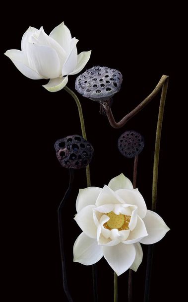 beautiful black background white lotus photo. - Photo, Image