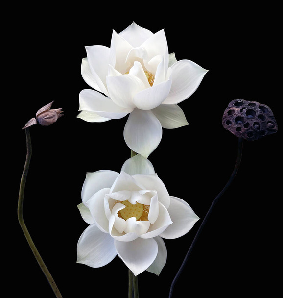 güzel siyah arkaplan beyaz lotus fotoğrafı. - Fotoğraf, Görsel
