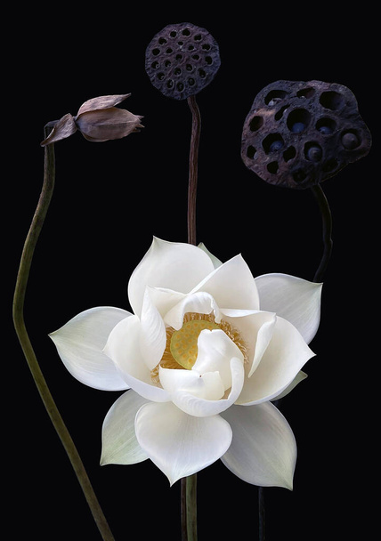 beautiful black background white lotus photo. - Foto, imagen