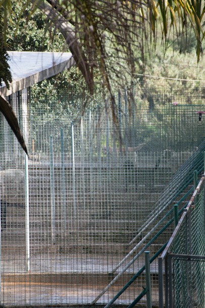 Grote en kleine honden in een dierenopvangcentrum, dierenasiel of kennel in Portugal - Foto, afbeelding