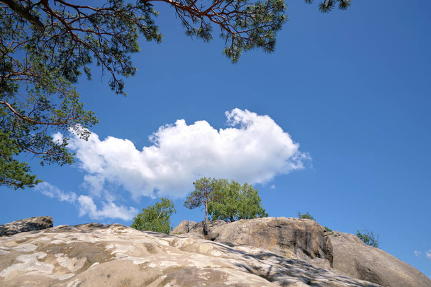 Big old pine tree growing on rocky mountain top under blue sky on summer mountain view background. - Foto, Imagen