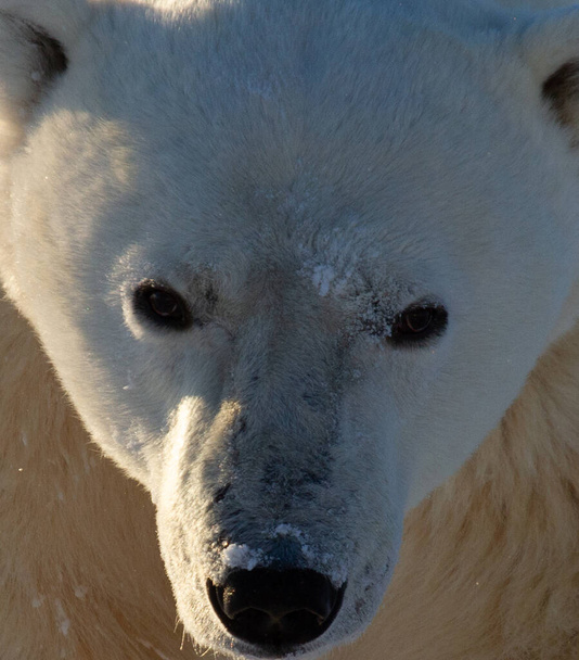 Gros plan d'un ours polaire ou d'un ursus maritumus par une journée ensoleillée avec de la neige en arrière-plan, près de Churchill, Manitoba Canada - Photo, image