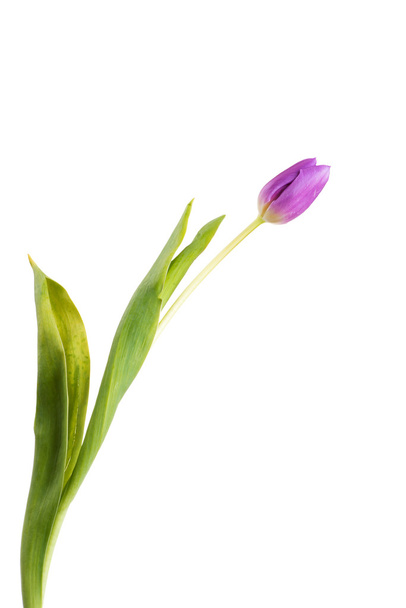 Tulip flower - Φωτογραφία, εικόνα