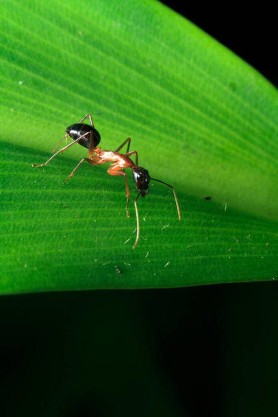 Macro shot of red wood ant in natural environment - Foto, afbeelding