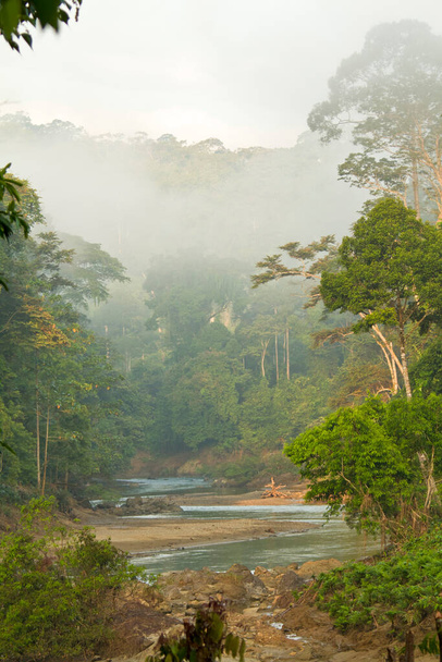 Вид с воздуха на первичный тропический лес Борнео - Фото, изображение