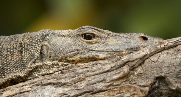 Close-up view of Komodo dragon lie on the sand - Photo, Image