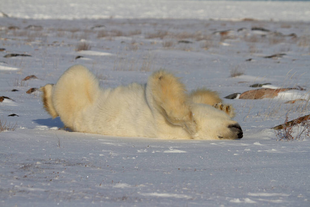 Un ours polaire roulant dans la neige avec les jambes dans l'air, avec de la neige au sol et des saules en arrière-plan, près de Churchill, Manitoba Canada - Photo, image
