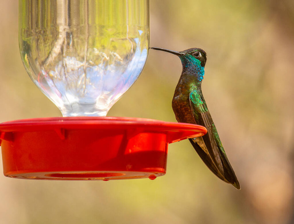 A beautiful Rivoli's Hummingbird perches on the side of a hummingbird feeder full of nectar in an southern Arizona canyon. - Photo, Image