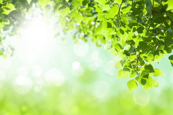 葉と日当たりの良いぼやけたボケの木の枝。コピースペース付き夏の背景 - 写真・画像